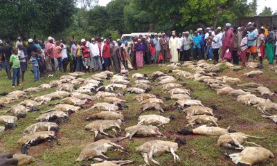 Afecod-Ramadhan-udhiya-2020 (1)