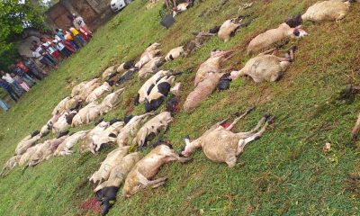 Afecod-Ramadhan-udhiya-2020 (2)