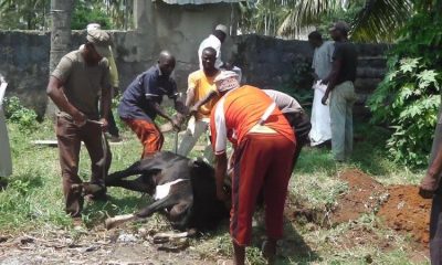 udhiya-qurbani-gasi (2)